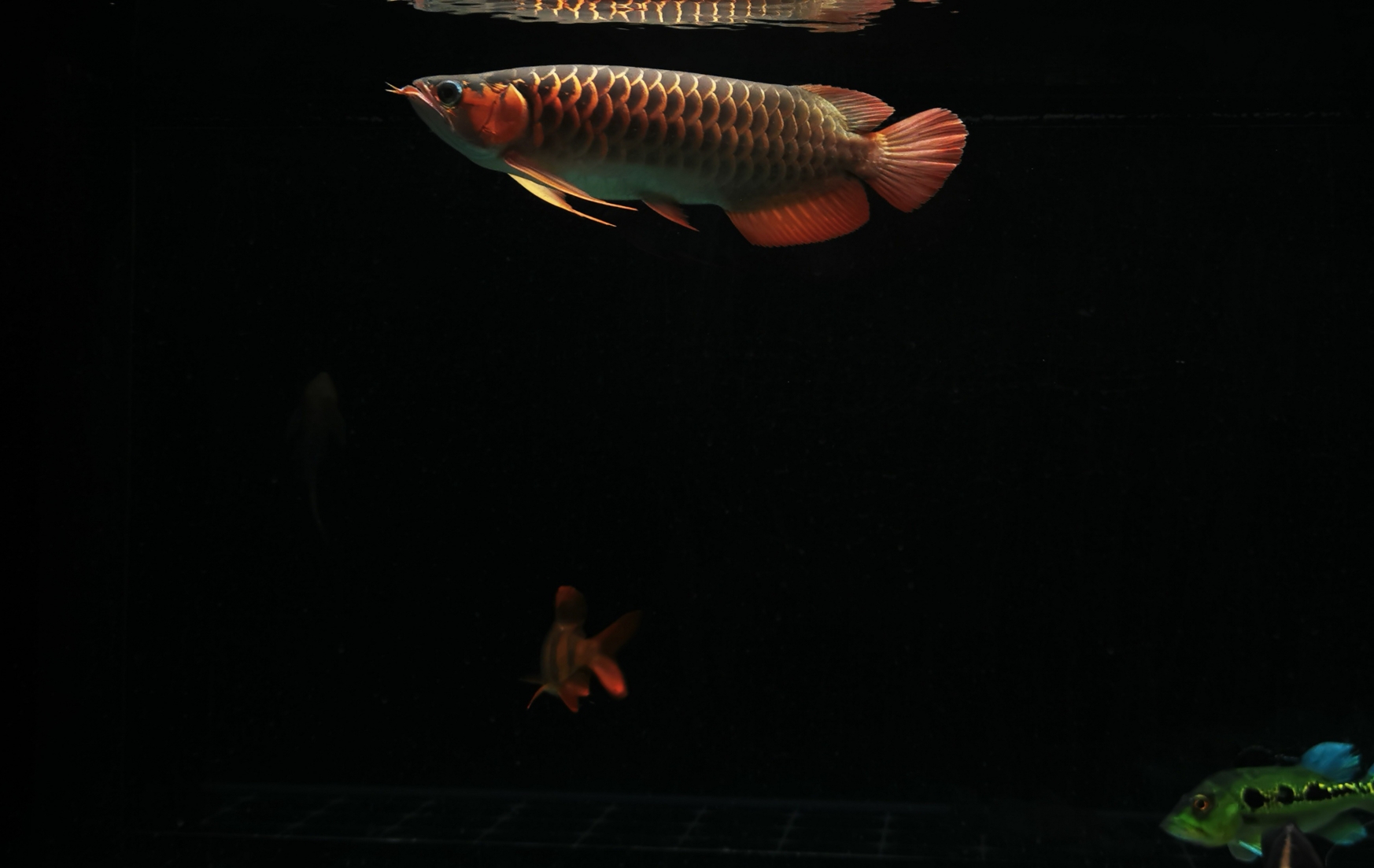 乌海水族馆一年 绿皮皇冠豹鱼 第2张