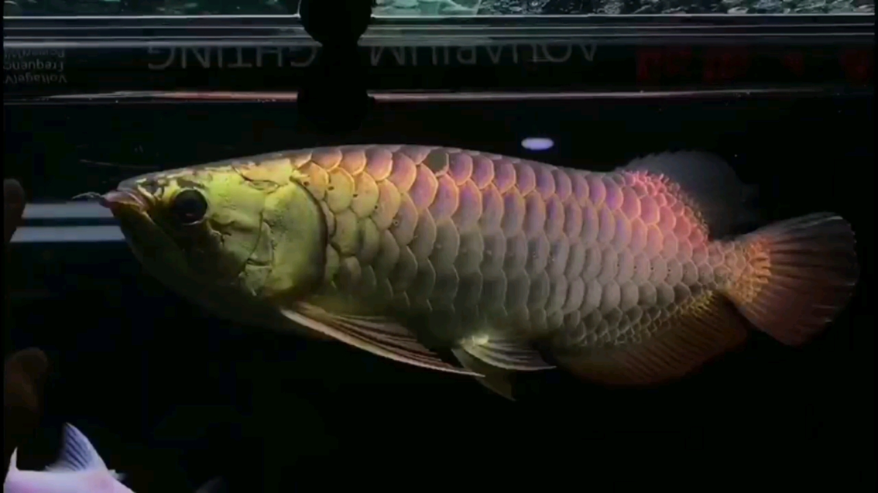 鄂尔多斯水族馆中尺寸立达紫背 B级过背金龙鱼
