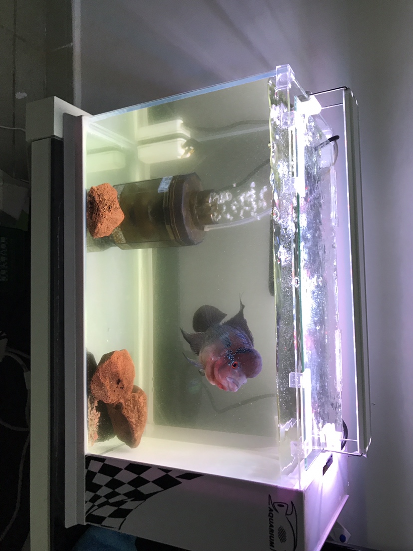 贺州观赏鱼市场换了个新鱼缸第一天青苔鼠就被吃了 观赏鱼市场（混养鱼） 第2张