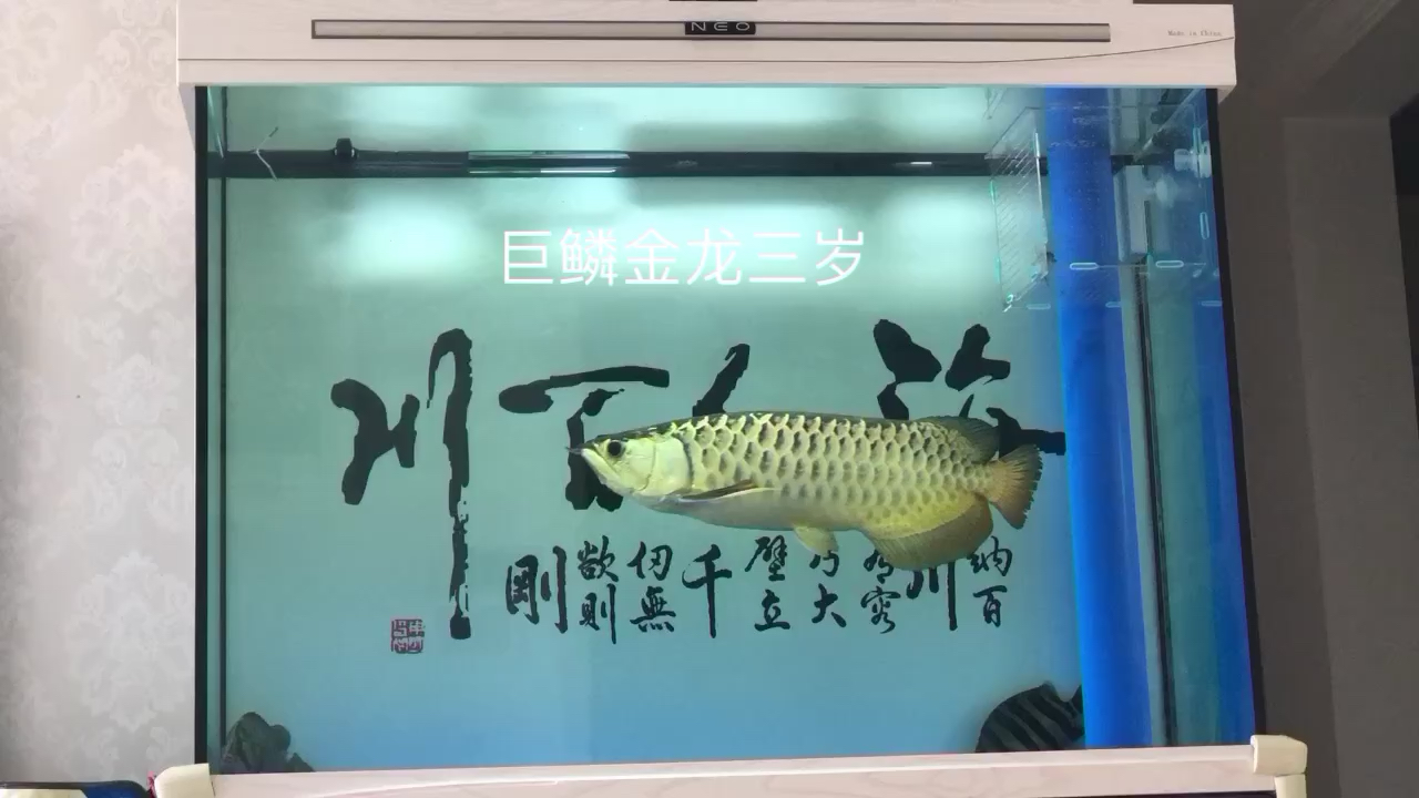 潍坊水族馆据说看到这个的鱼友会发大财哦