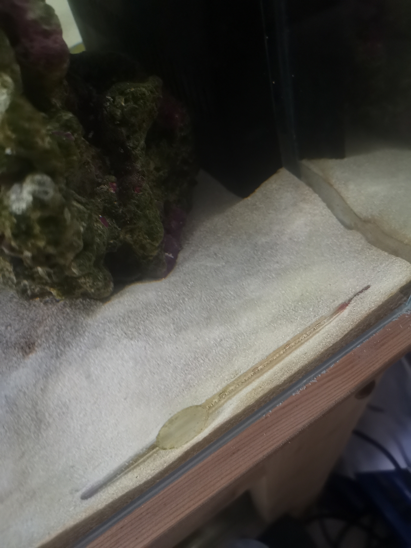 牡丹江水族馆请假各位大神沙子上是菌膜还是褐藻