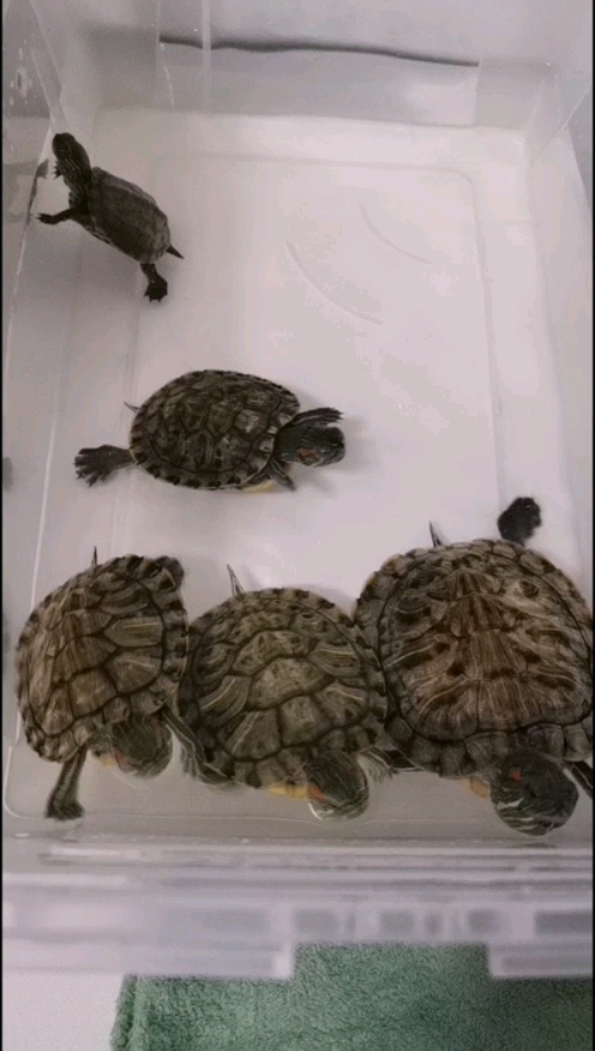 龟儿们