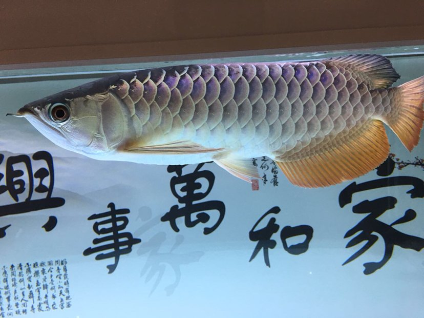 梅州观赏鱼市场目前养过最好的一条龙鱼