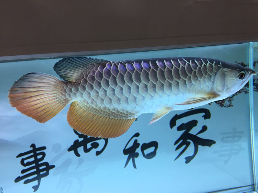 梅州观赏鱼市场目前养过最好的一条龙鱼