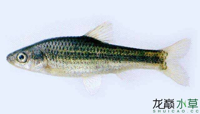 滁州观赏鱼市场中国特有物种东北颌须鮈 观赏鱼市场（混养鱼） 第1张