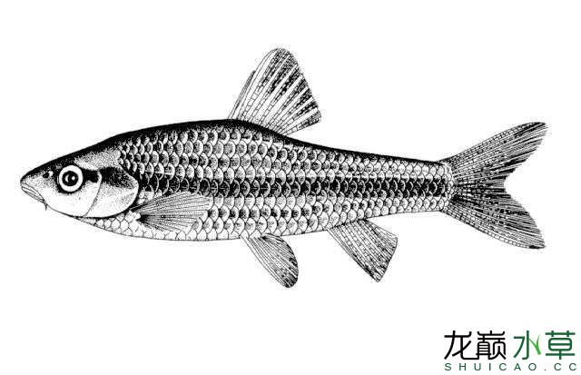 滁州观赏鱼市场中国特有物种东北颌须鮈 观赏鱼市场（混养鱼） 第5张