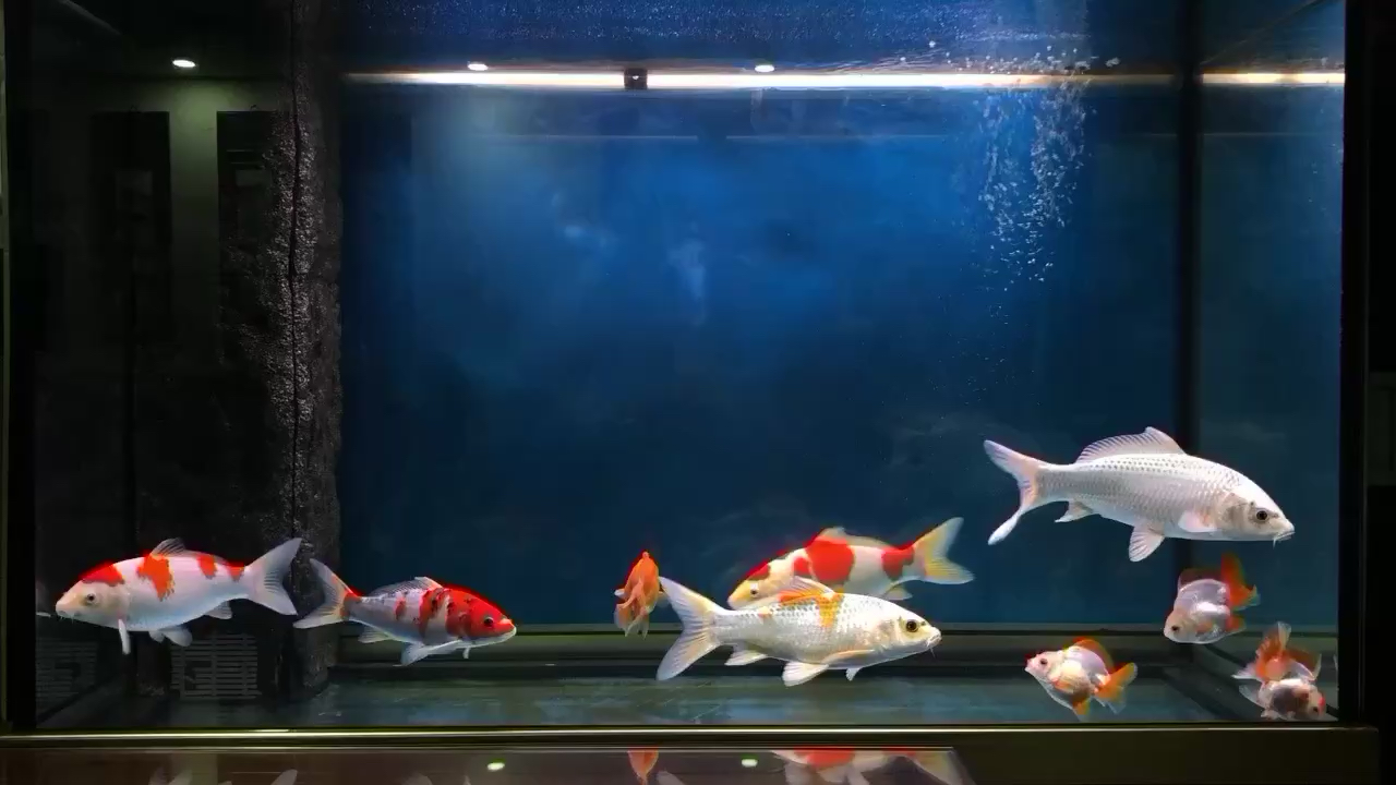 来宾水族馆渣渣一缸鱼