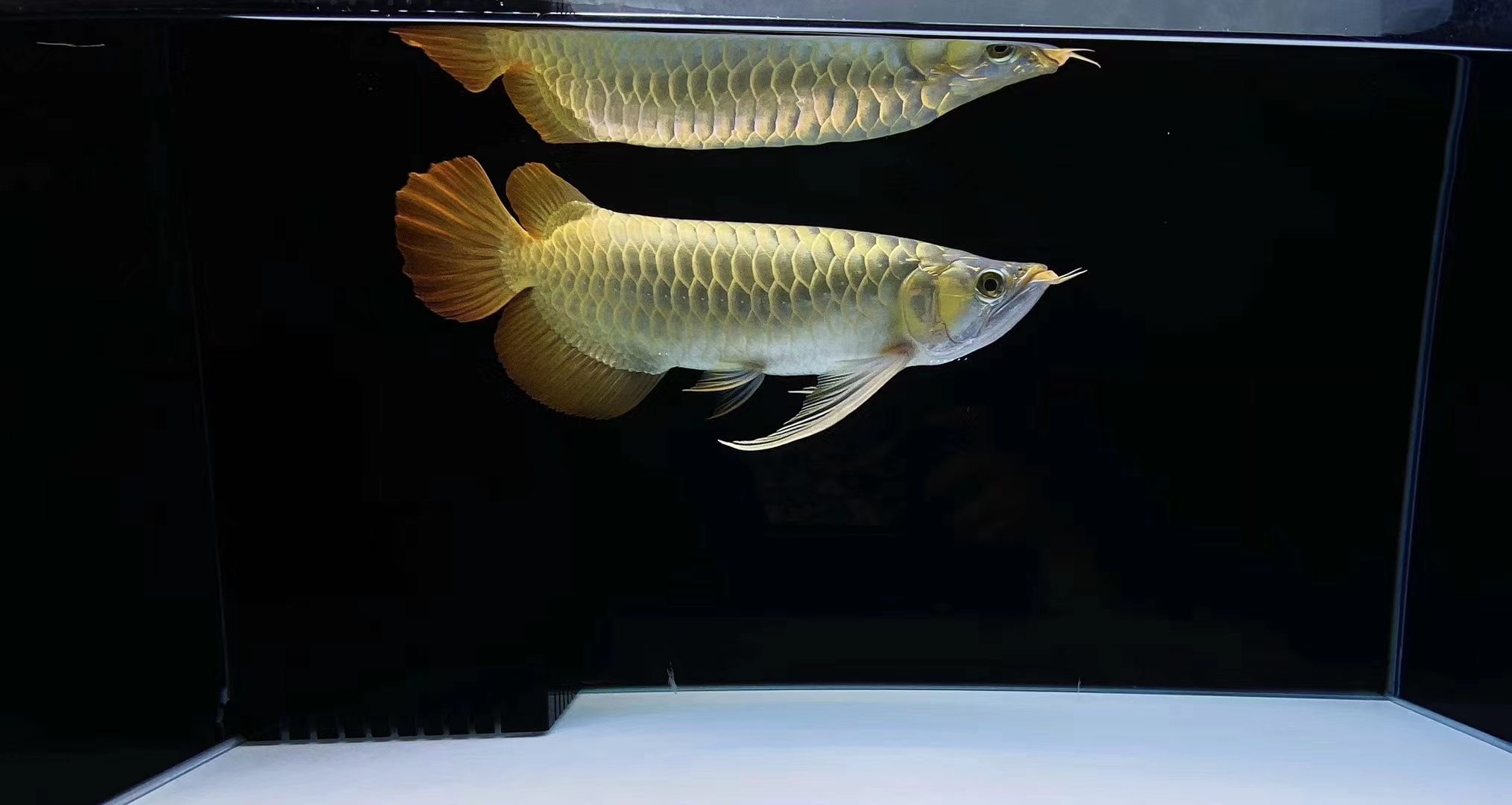 临夏州水族馆喂鱼的四定法则 帝王迷宫鱼 第3张