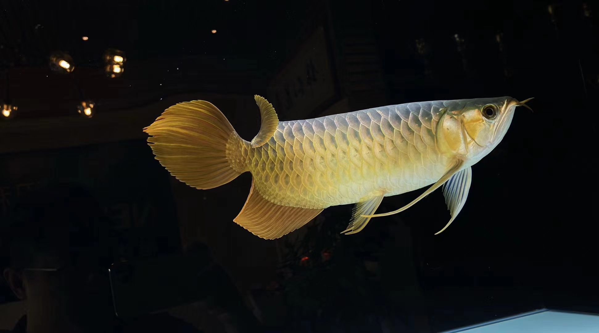 临夏州水族馆喂鱼的四定法则 帝王迷宫鱼 第4张