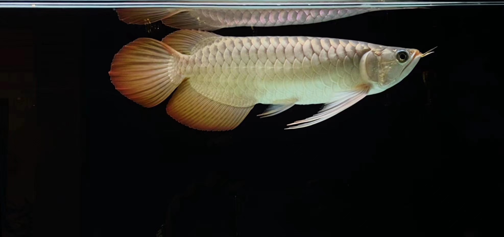 临夏州水族馆喂鱼的四定法则 帝王迷宫鱼 第5张