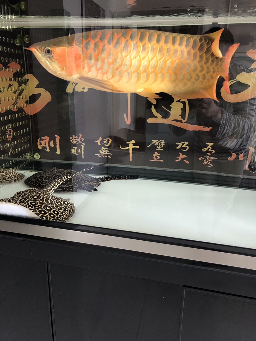 武汉水族馆鱼不傻