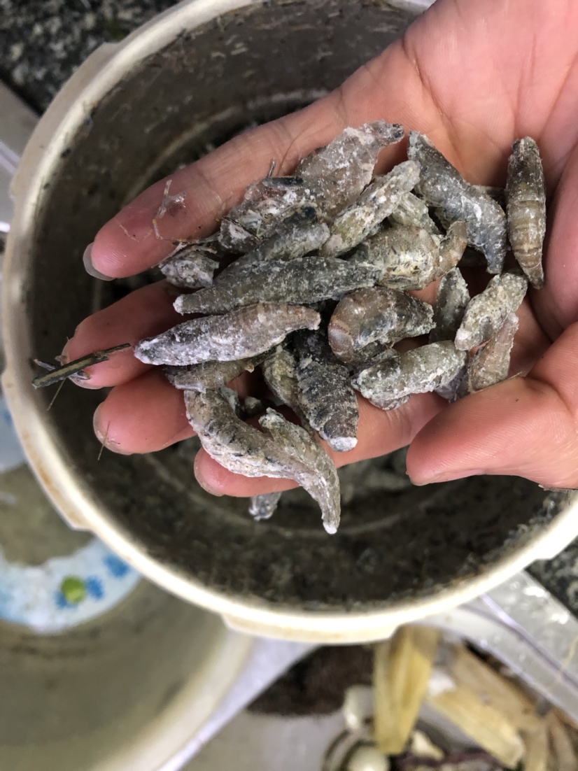 渭南水族馆买了点河虾做鱼食 黑水素 第3张