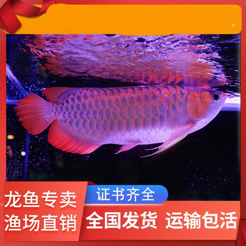邯郸水族馆日常清潔 鱼缸水泵 第9张