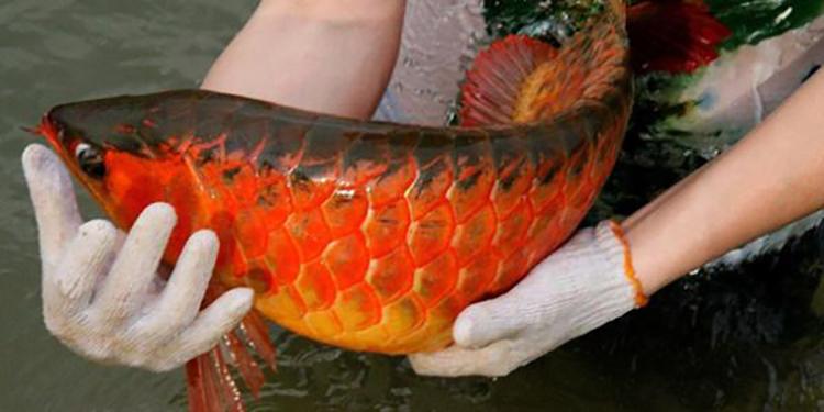 印尼红龙鱼多大发色