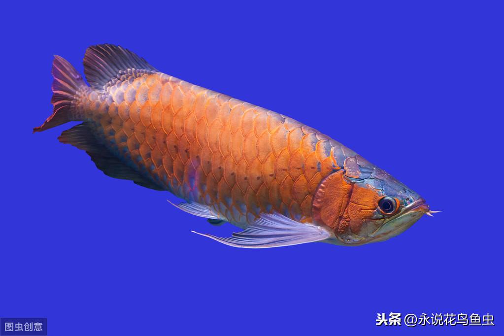 印尼红龙鱼怎么养 印尼红龙鱼