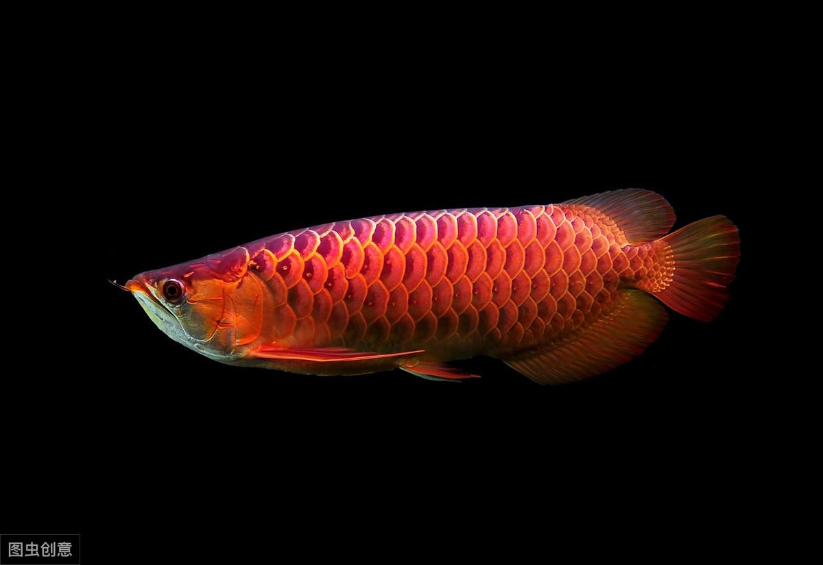印尼血红龙发色过程 祥龙鱼场
