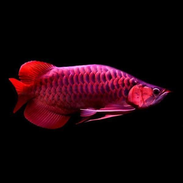 印尼血红龙鱼价格