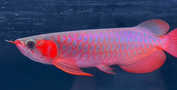 高端红龙鱼:高品质红龙鱼:赫舞红龙鱼:赛级红龙鱼