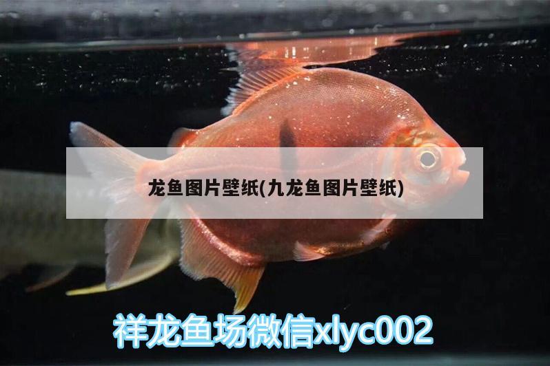 龙鱼图片壁纸(九龙鱼图片壁纸) 广州水族批发市场