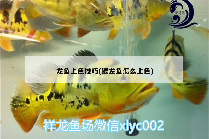 金龙鱼哪里产的：金龙鱼哪里产的最好 广州水族批发市场 第1张