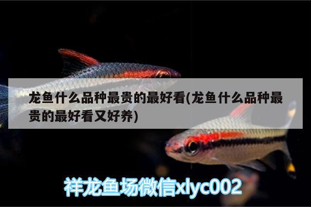 海西蒙古族藏族自治州观赏鱼市场更新状态来啦 观赏鱼市场（混养鱼） 第2张