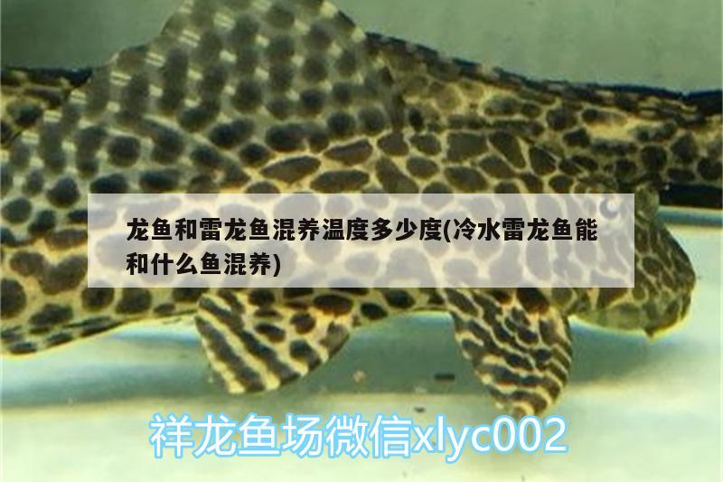 龙鱼和雷龙鱼混养温度多少度(冷水雷龙鱼能和什么鱼混养) 黑帝王魟鱼