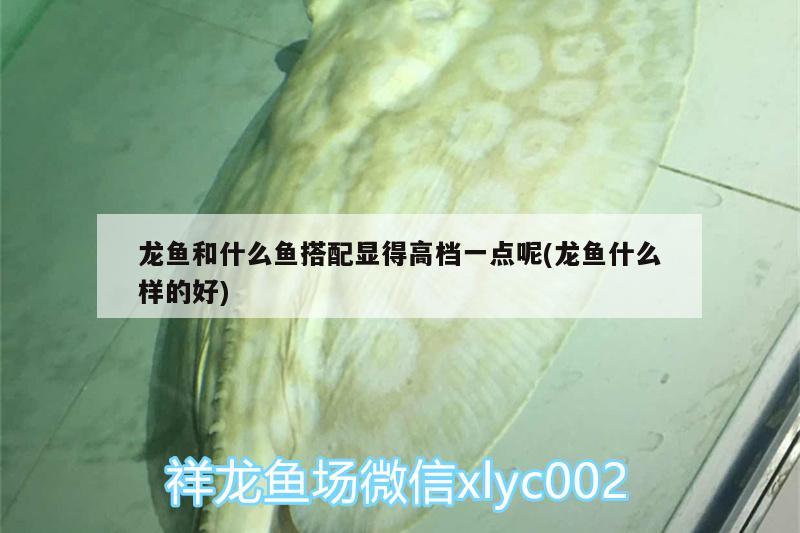 鱼缸过滤器哪种好,使用寿命更长吗：鱼缸过滤器买哪种好 广州水族批发市场 第2张