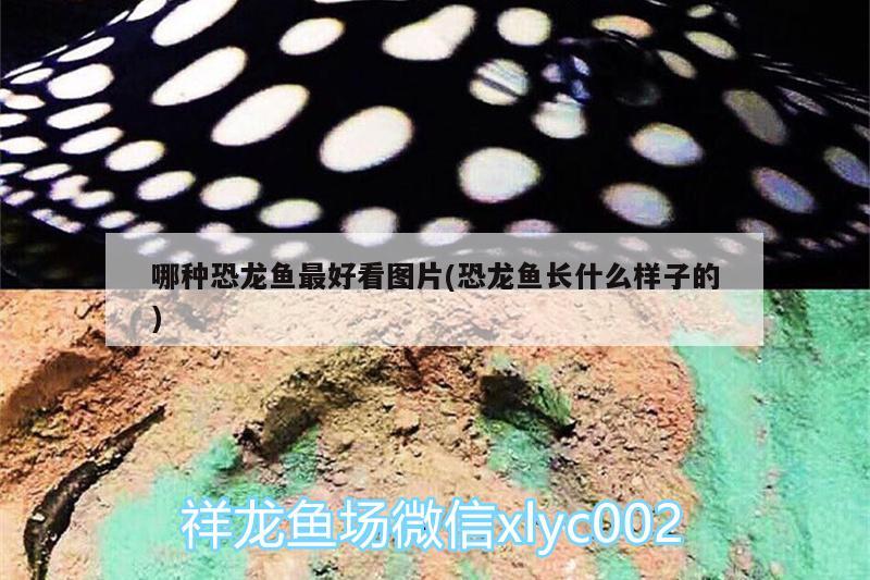 哪种恐龙鱼最好看图片(恐龙鱼长什么样子的) 广州水族器材滤材批发市场