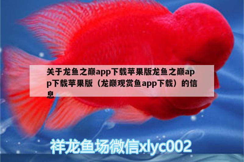 关于龙鱼之巅app下载苹果版龙鱼之巅app下载苹果版（龙巅观赏鱼app下载）的信息