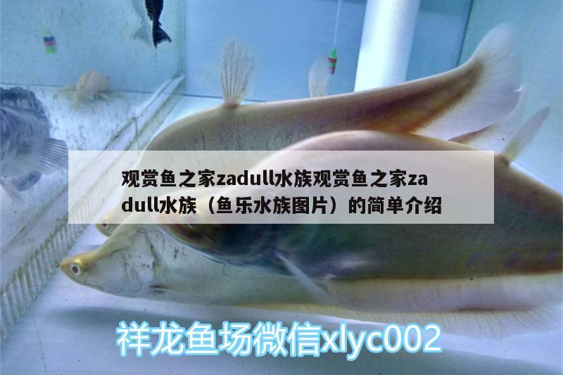 观赏鱼之家zadull水族观赏鱼之家zadull水族（鱼乐水族图片）的简单介绍 虎纹银版鱼