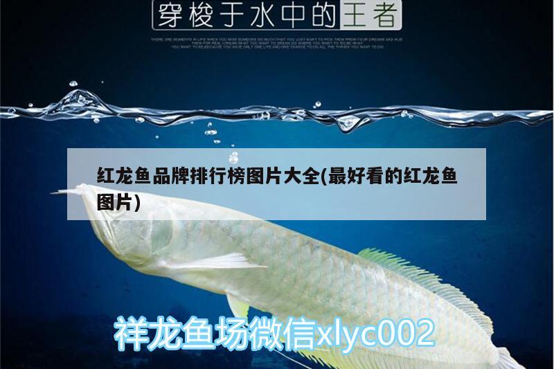 红龙鱼品牌排行榜图片大全(最好看的红龙鱼图片) 纯血皇冠黑白魟鱼