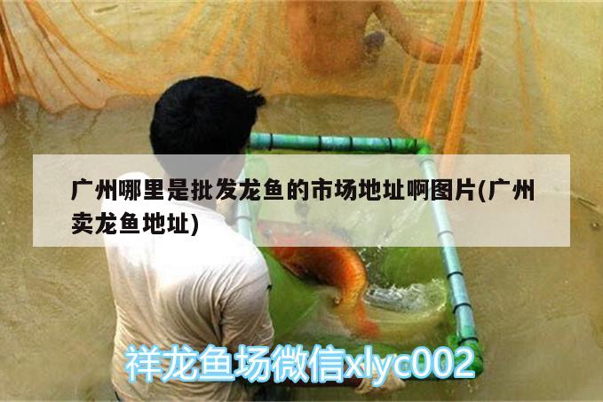 广州哪里是批发龙鱼的市场地址啊图片(广州卖龙鱼地址) 广州水族批发市场