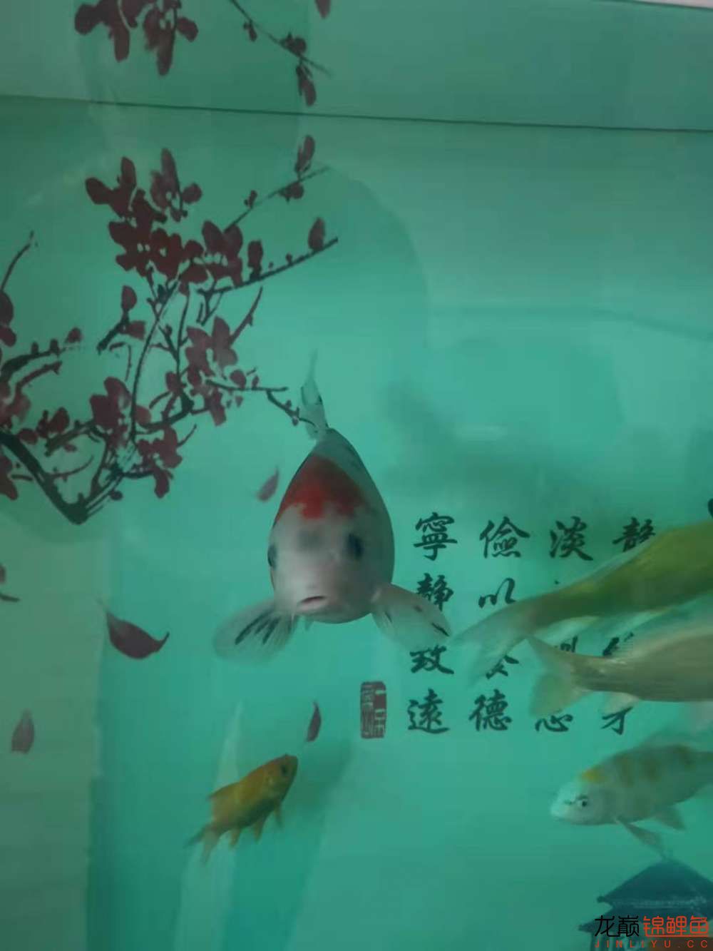 文山壮族苗族自治州水族馆:个人欢喜水有点浑 红白锦鲤鱼 第2张