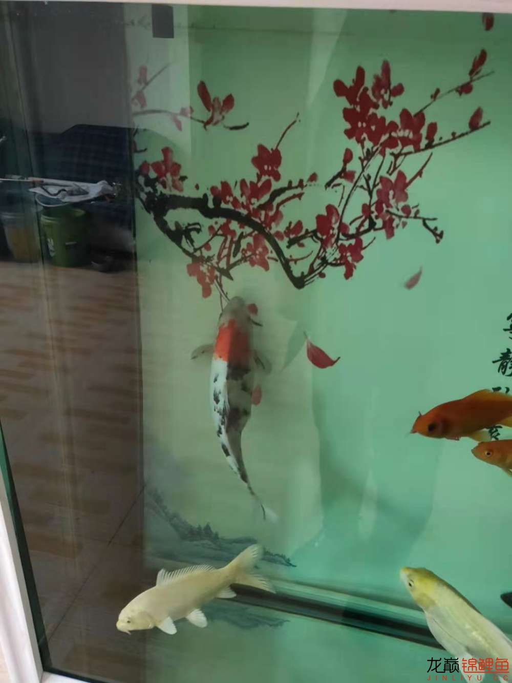 文山壮族苗族自治州水族馆:个人欢喜水有点浑 红白锦鲤鱼 第1张