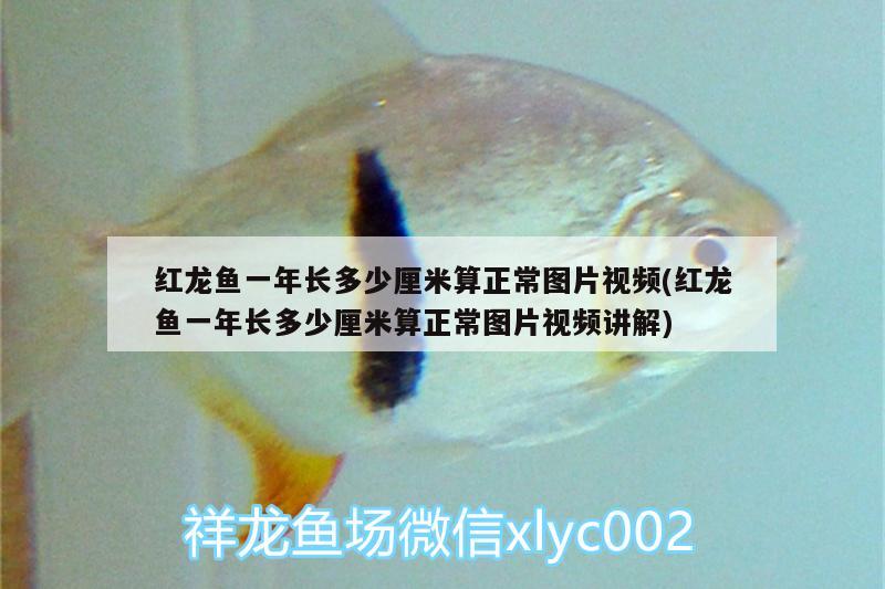红龙鱼一年长多少厘米算正常图片视频(红龙鱼一年长多少厘米算正常图片视频讲解)