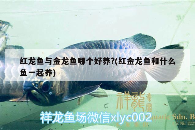 鱼缸器材滤材 观赏鱼市场（混养鱼） 第1张