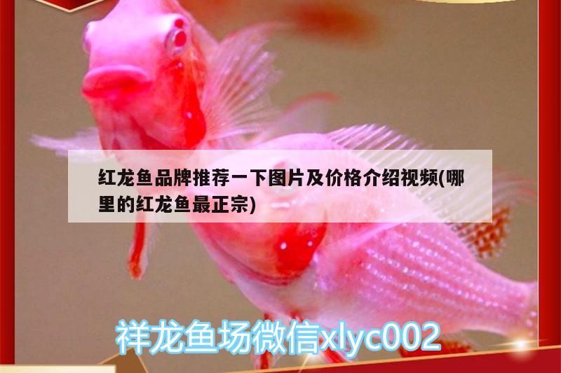 红龙鱼品牌推荐一下图片及价格介绍视频(哪里的红龙鱼最正宗) 萨伊蓝鱼