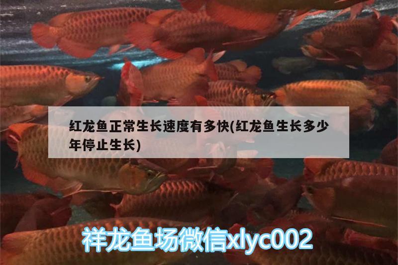 红龙鱼正常生长速度有多快(红龙鱼生长多少年停止生长) 水族品牌