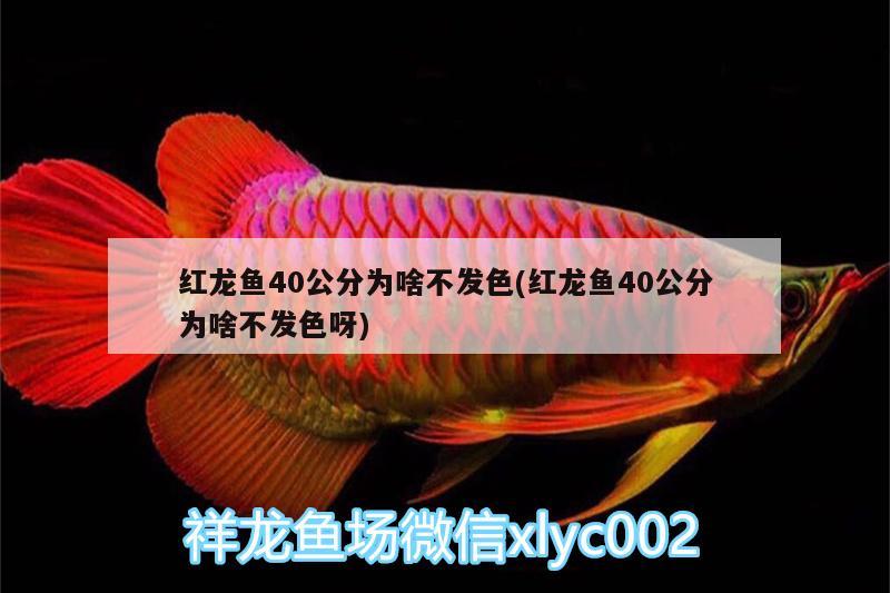 鱼缸平面图画法简单又漂亮：60×60×60鱼缸怎么设计过滤 养鱼的好处 第2张