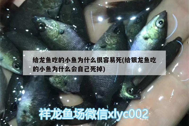 给龙鱼吃的小鱼为什么很容易死(给银龙鱼吃的小鱼为什么会自己死掉) 银龙鱼