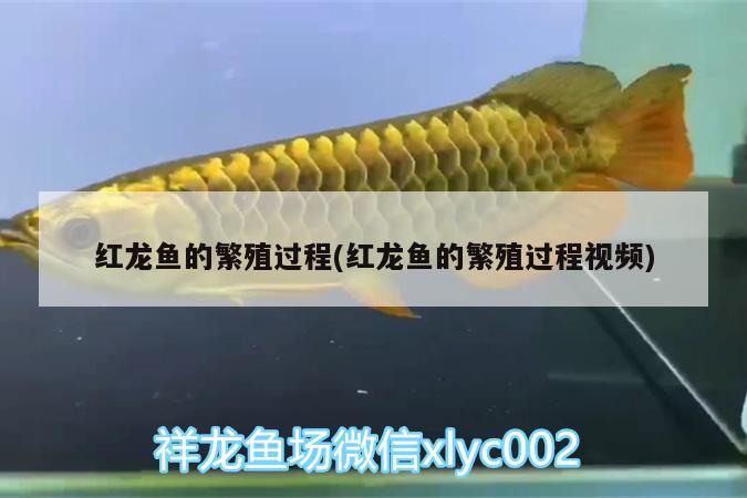 红龙鱼的繁殖过程(红龙鱼的繁殖过程视频)