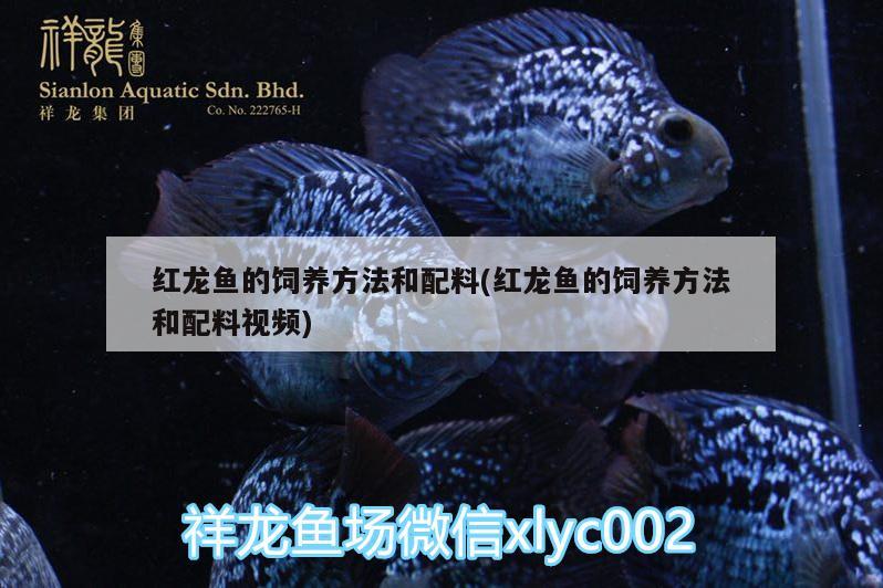 红龙鱼的饲养方法和配料(红龙鱼的饲养方法和配料视频) 龙鱼专用灯