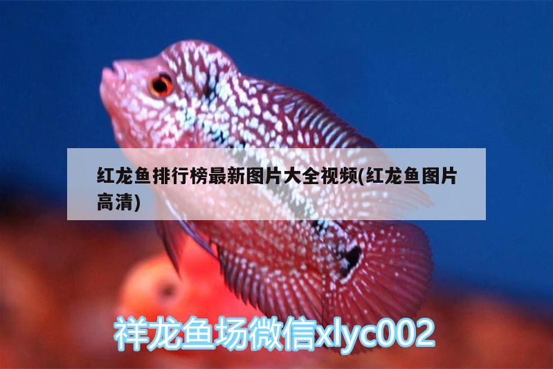红龙鱼排行榜最新图片大全视频(红龙鱼图片高清) 白写锦鲤鱼