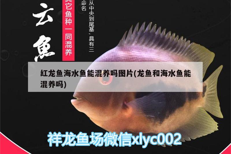 红龙鱼海水鱼能混养吗图片(龙鱼和海水鱼能混养吗)