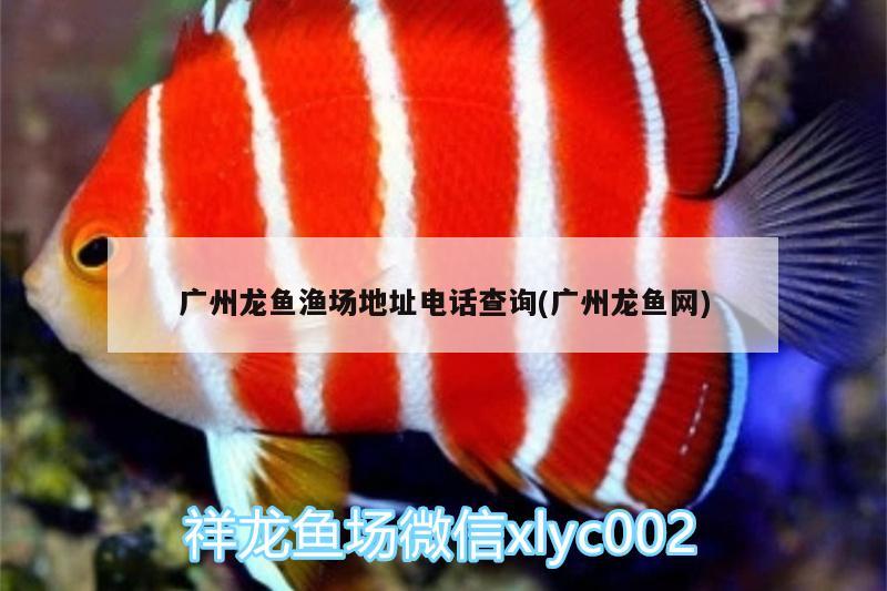 广州龙鱼渔场地址电话查询(广州龙鱼网)