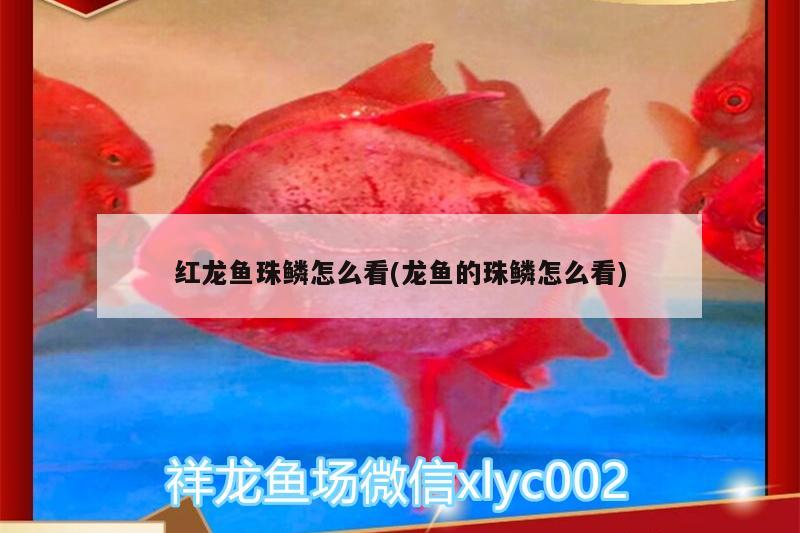 邯郸最大的观赏鱼市场在哪儿啊（ 邯郸最大的观赏鱼市场在哪儿啊多少钱） 蓝底过背金龙鱼