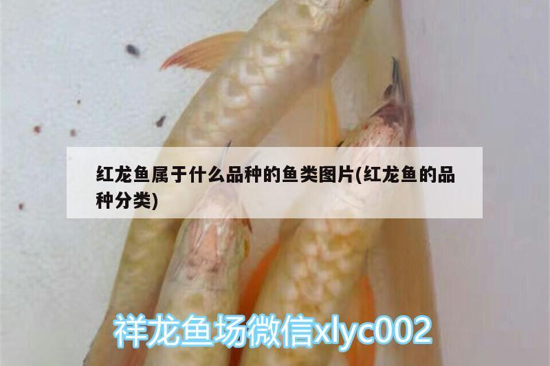 红龙鱼属于什么品种的鱼类图片(红龙鱼的品种分类)