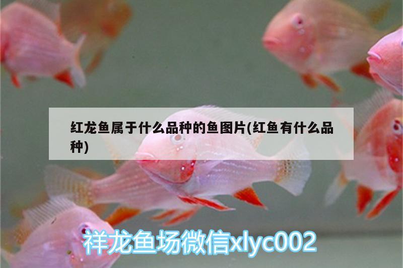 红龙鱼属于什么品种的鱼图片(红鱼有什么品种) 泰国雪鲫鱼