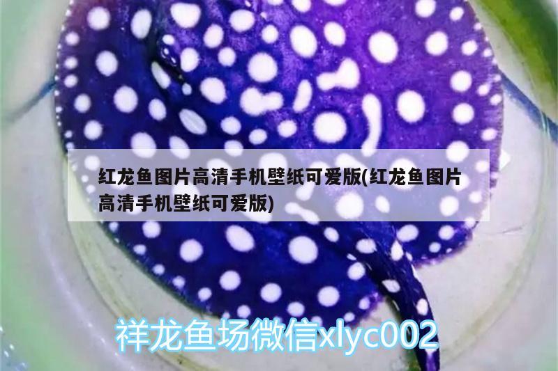 红龙鱼图片高清手机壁纸可爱版(红龙鱼图片高清手机壁纸可爱版) 广州水族批发市场
