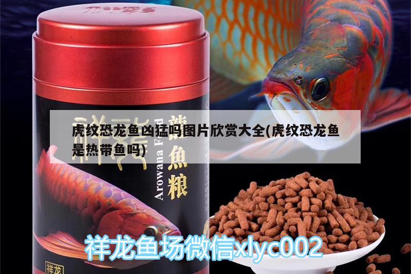 虎纹恐龙鱼凶猛吗图片欣赏大全(虎纹恐龙鱼是热带鱼吗) 广州水族器材滤材批发市场